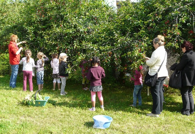 Les cerisiers penchent leurs branches jusqu'au sol pour faciliter la cueillette